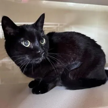 A senior medium-sized female Black American Shorthair cat named Hayley for adoption in Hackensack, MN