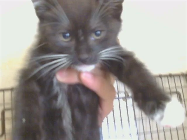 A baby small-sized male Domestic Short Hair cat named Shiver Metimbers for adoption in Sacramento, CA