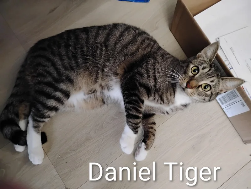 Daniel Tiger thumbnail 2