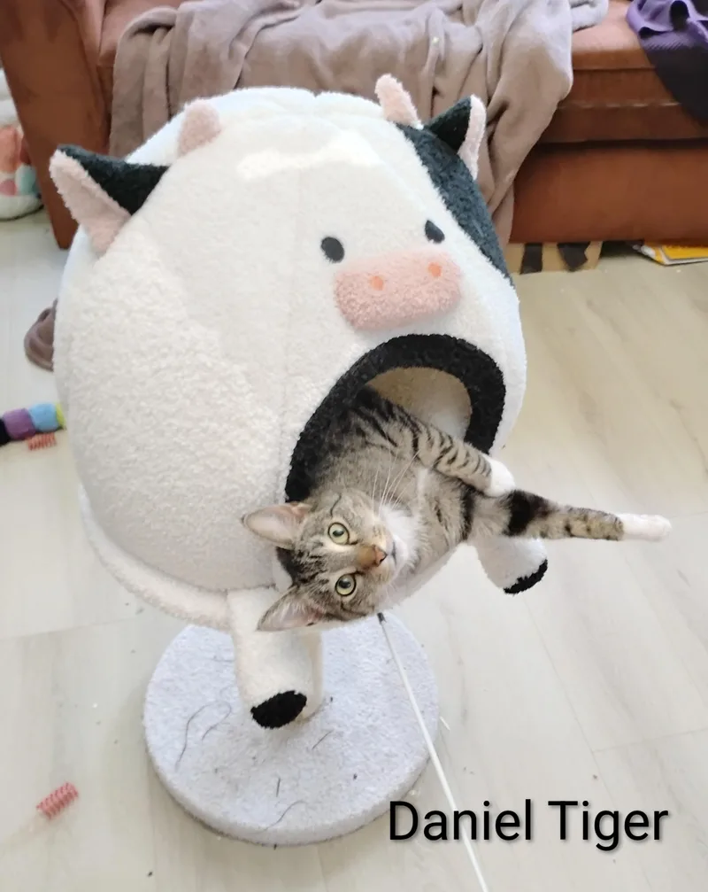 Daniel Tiger thumbnail 3