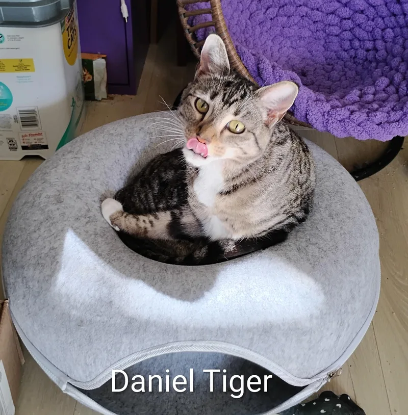 Daniel Tiger