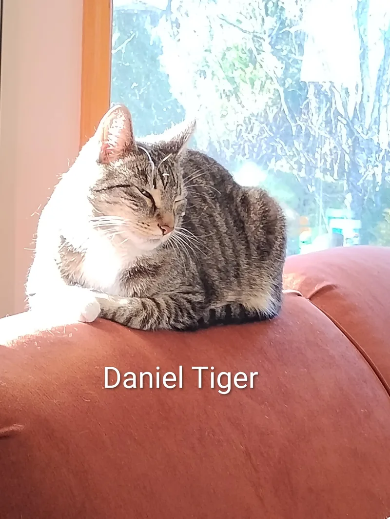 Daniel Tiger thumbnail 4