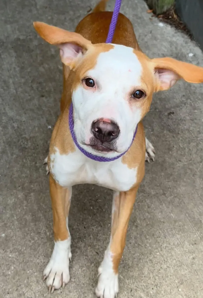 A baby medium-sized female Bicolor Pit Bull Terrier dog named Hathaway for adoption in Naperville, IL