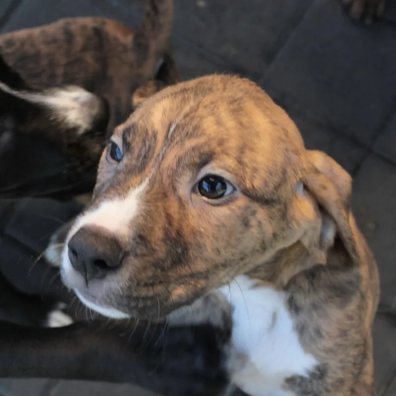 A baby large-sized male Brown / Chocolate Mixed Breed dog named Batman for adoption in San Francisco, CA