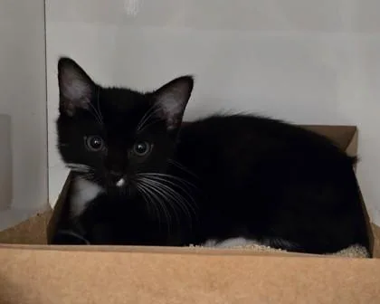 A baby small-sized male Domestic Short Hair cat named Reef for adoption in Roseville, CA