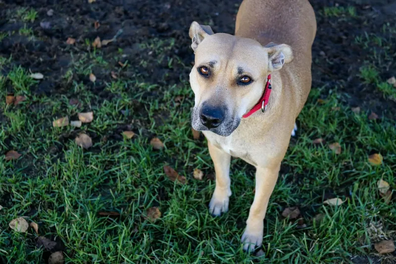 An adult medium-sized female Pit Bull Terrier dog named Mama Ruby Ann for adoption in Carmel, NY