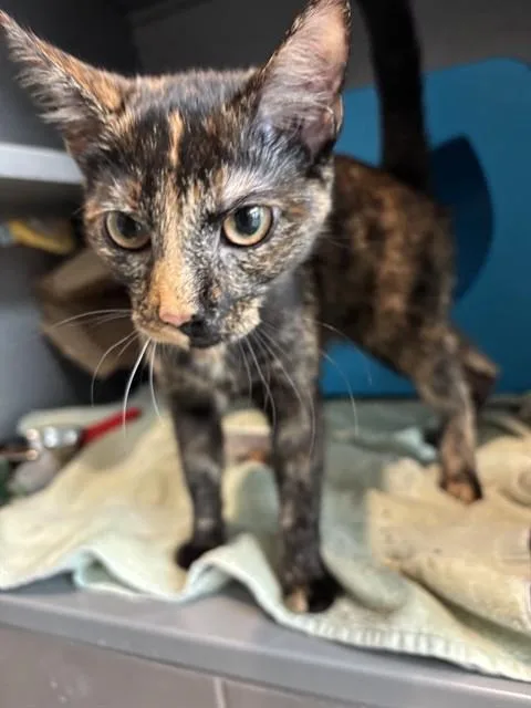 A young medium-sized female Domestic Short Hair cat named Luna for adoption in Leesburg, VA