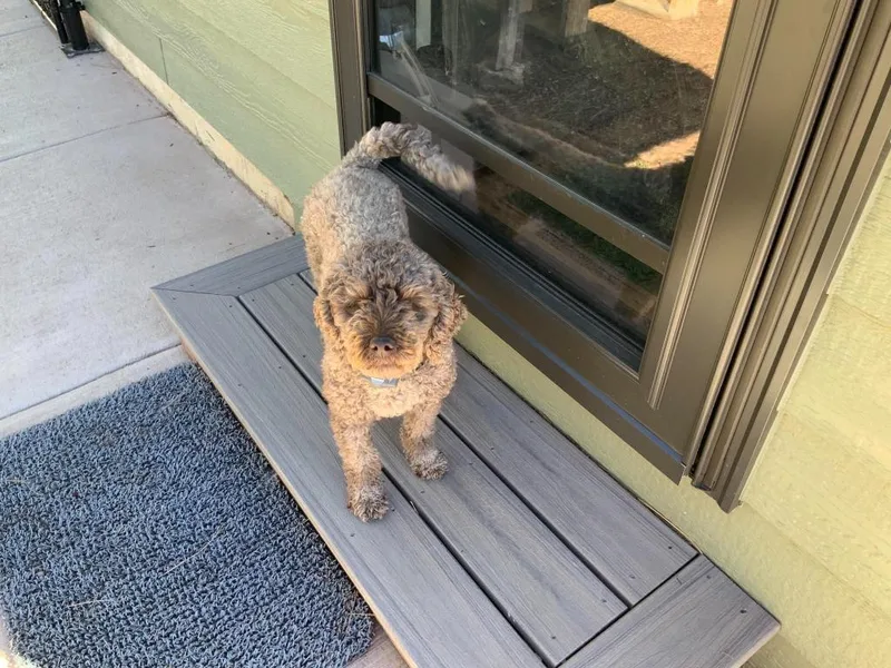 An adult medium-sized female Poodle dog named Hazel for adoption in Hot Springs, SD
