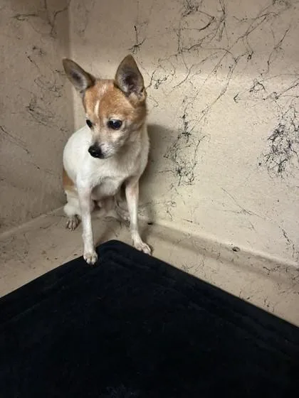 A senior small-sized male Chihuahua dog named Mickey for adoption in Gainesville, FL