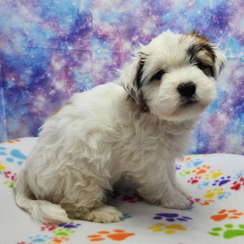 A baby medium-sized female Maltese dog named Blizzard for adoption in Washington Court House, OH