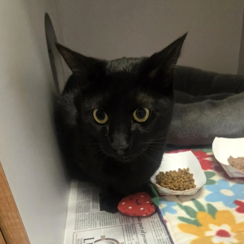 A young medium-sized male Black Domestic Short Hair cat named Omni for adoption in Phoenixville, PA