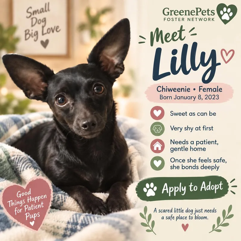 An adult small-sized female Chiweenie dog named Lilly for adoption in Greeneville, TN