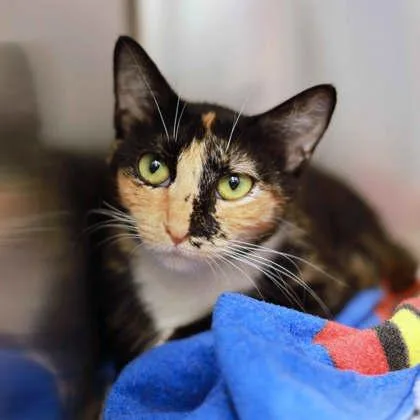 An adult small-sized female Black Domestic Short Hair cat named Chex Mix for adoption in Atlanta, GA