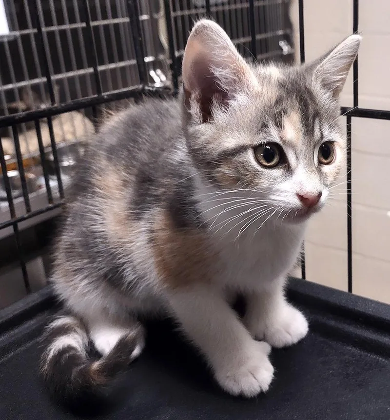 A baby medium-sized female Calico cat named Dahlia for adoption in Albemarle, NC
