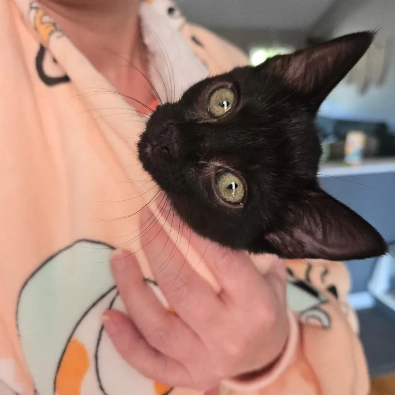 A baby small-sized female Black Domestic Short Hair cat named Cindy for adoption in Seminole, FL
