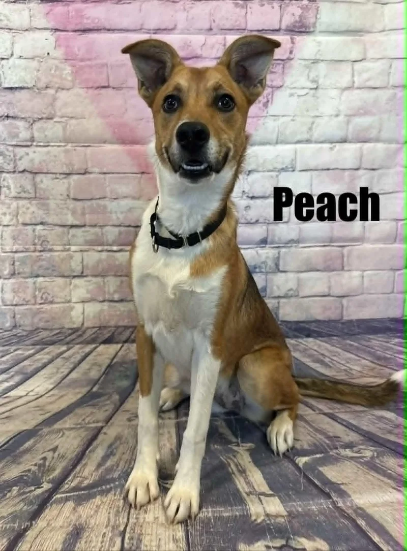 A young medium-sized female Golden Shepherd dog named Peach for adoption in Quincy, MI