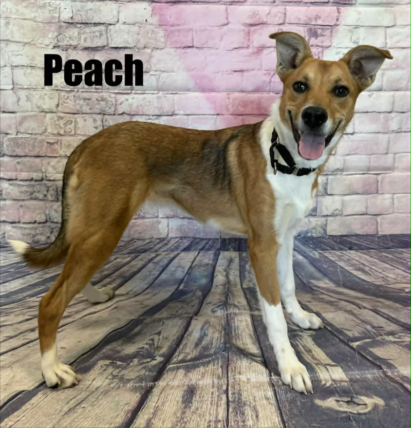 Peach thumbnail 2