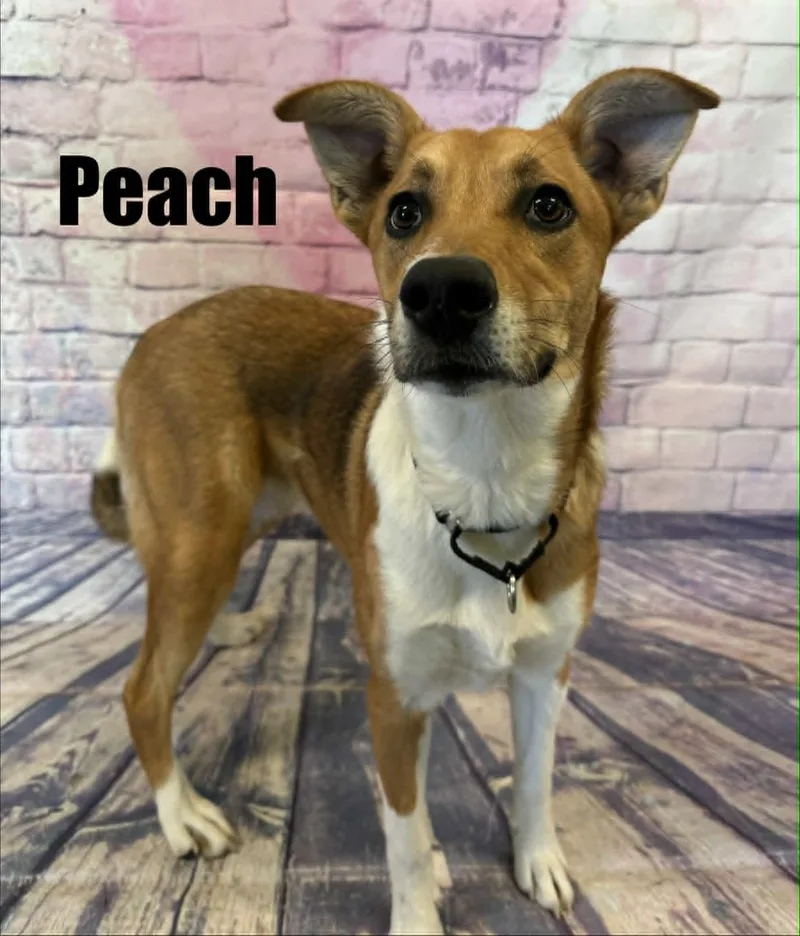 Peach thumbnail 3