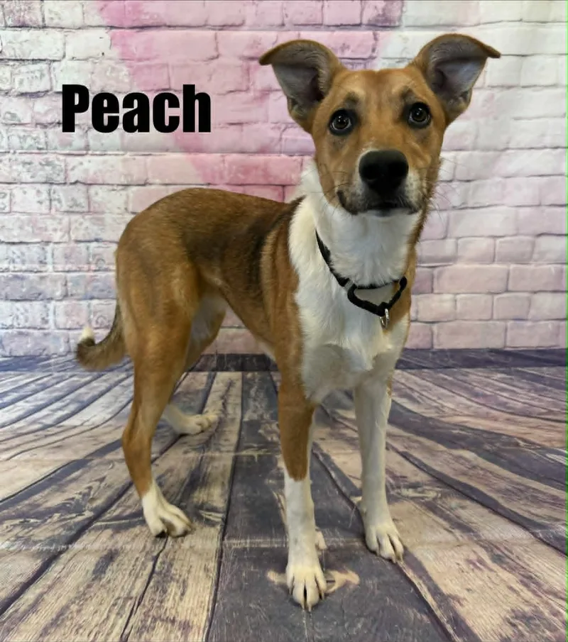 Peach thumbnail 4