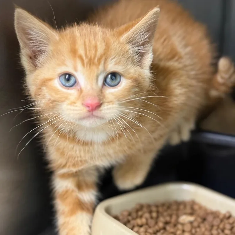 A baby small-sized male Orange / Red Domestic Short Hair cat named Cinco for adoption in Pasadena , MD