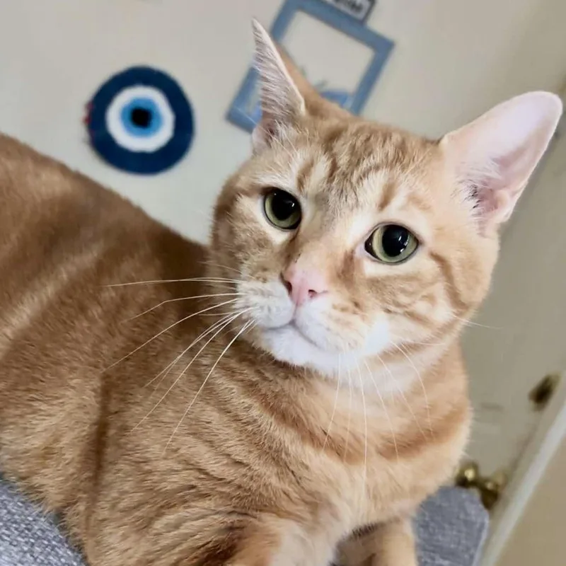 An adult extra large-sized male Tabby (Orange / Red) Domestic Short Hair cat named Noah for adoption in Richmond, VA