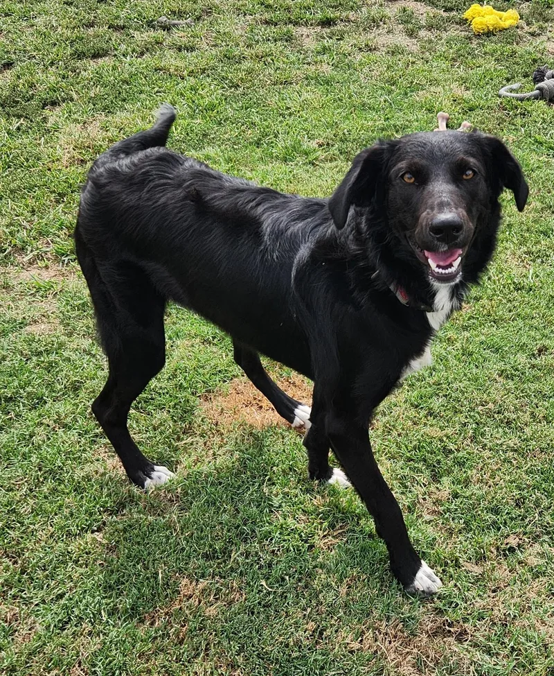 A young medium-sized female Border Collie dog named Ming for adoption in Siloam Springs, AR