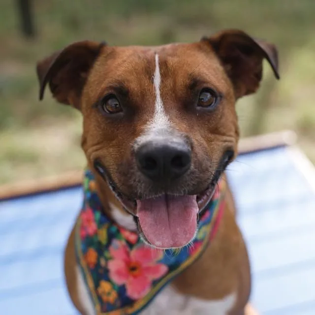 A young medium-sized male Terrier dog named Ollie for adoption in San Antonio, TX