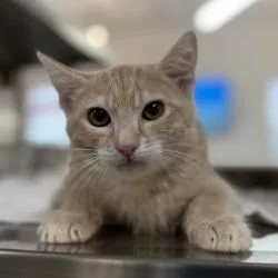 A baby small-sized male Buff / Tan / Fawn Domestic Short Hair cat named Ham for adoption in Bullhead City, AZ