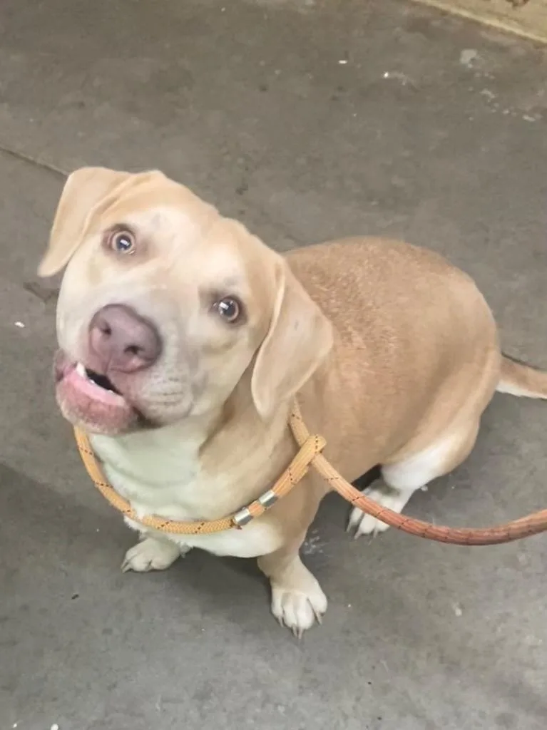 A young medium-sized female Labrador Retriever dog named Daisy for adoption in Swainsboro, GA