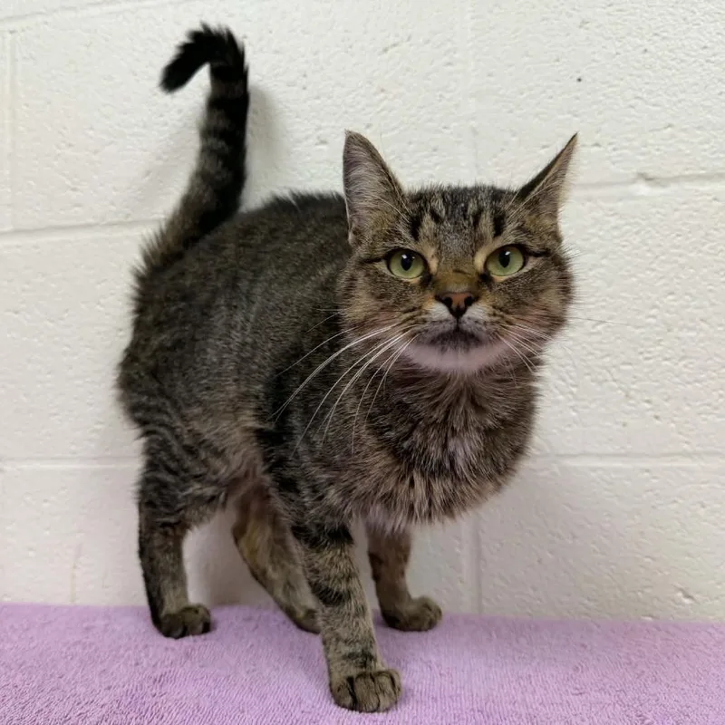 A young medium-sized female Brown / Chocolate Domestic Short Hair cat named SVASStray for adoption in Verona, VA