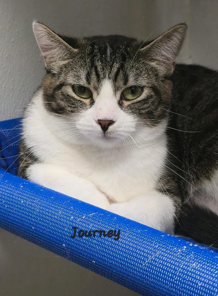 A young medium-sized female Domestic Short Hair cat named Journey for adoption in Cedar Rapids, IA