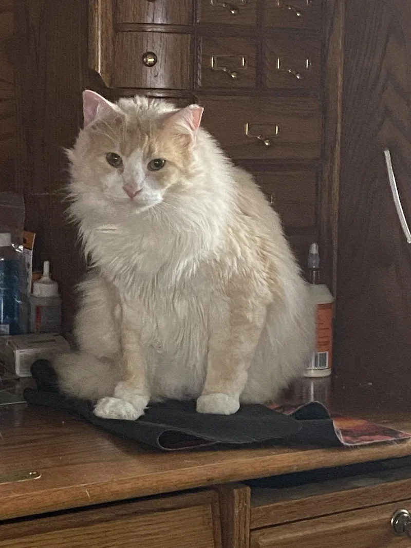 Peychaud thumbnail 2