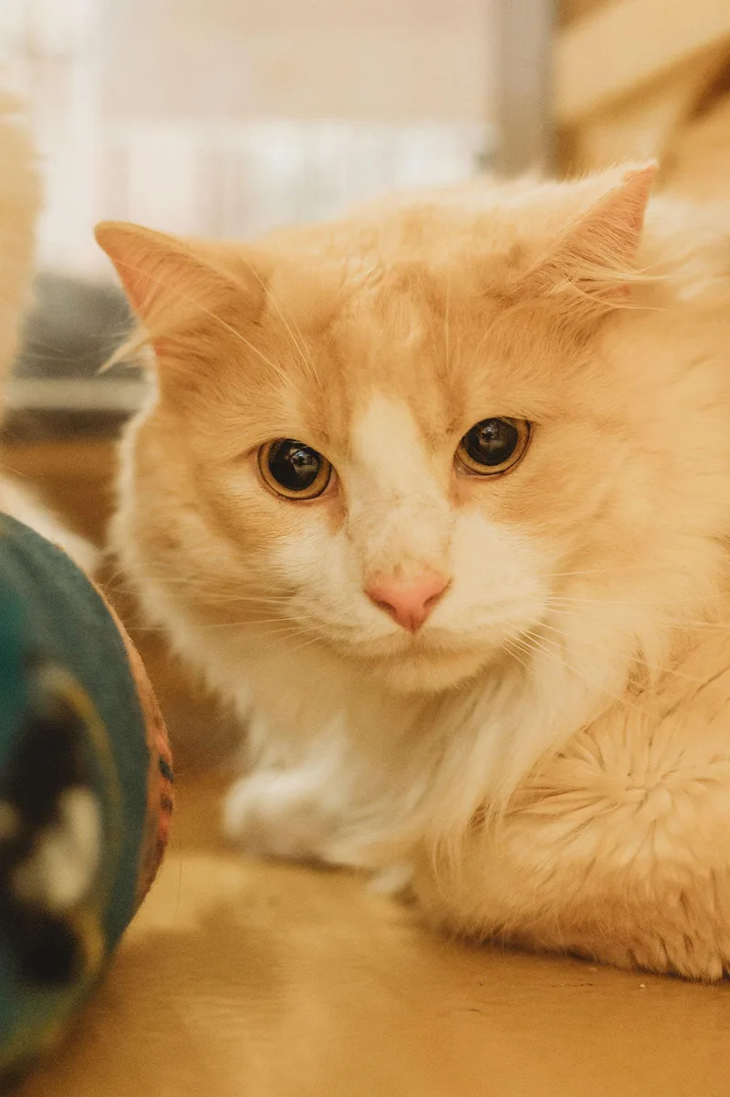 Peychaud thumbnail 3