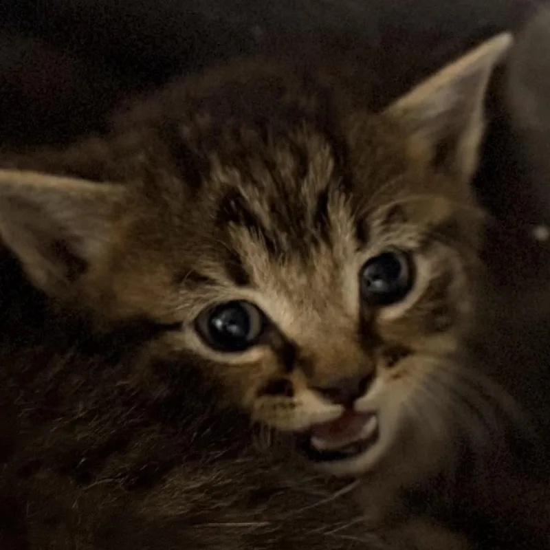 A baby small-sized male Brown / Chocolate Domestic Short Hair cat named Wax for adoption in Auburn, AL