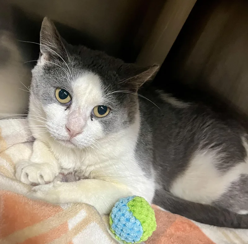 Roast Beef thumbnail 2