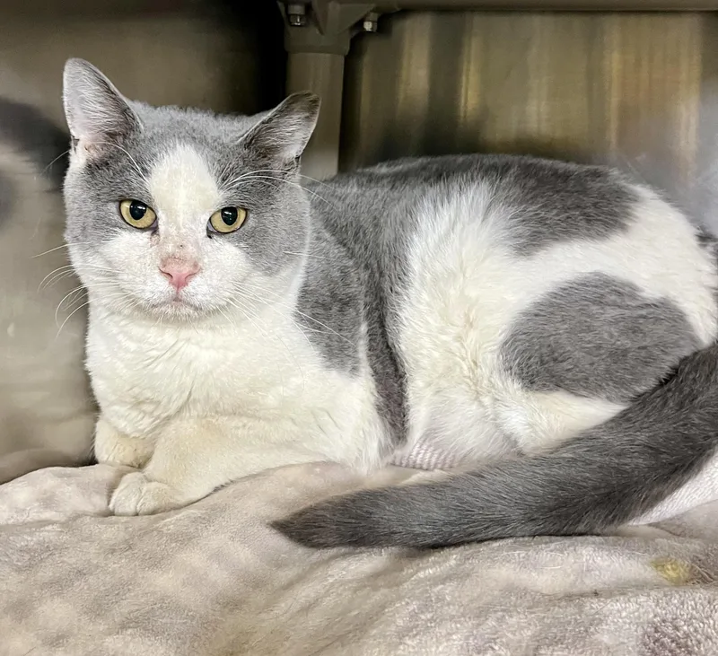 Roast Beef thumbnail 3