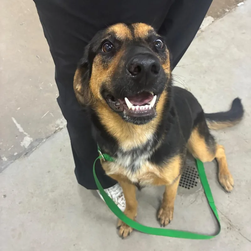 An adult medium-sized female Black Coonhound dog named Lily for adoption in Corbin, KY