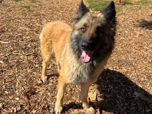 A young large-sized female Belgian Shepherd / Tervuren dog named Heidi for adoption in Santa Cruz, CA