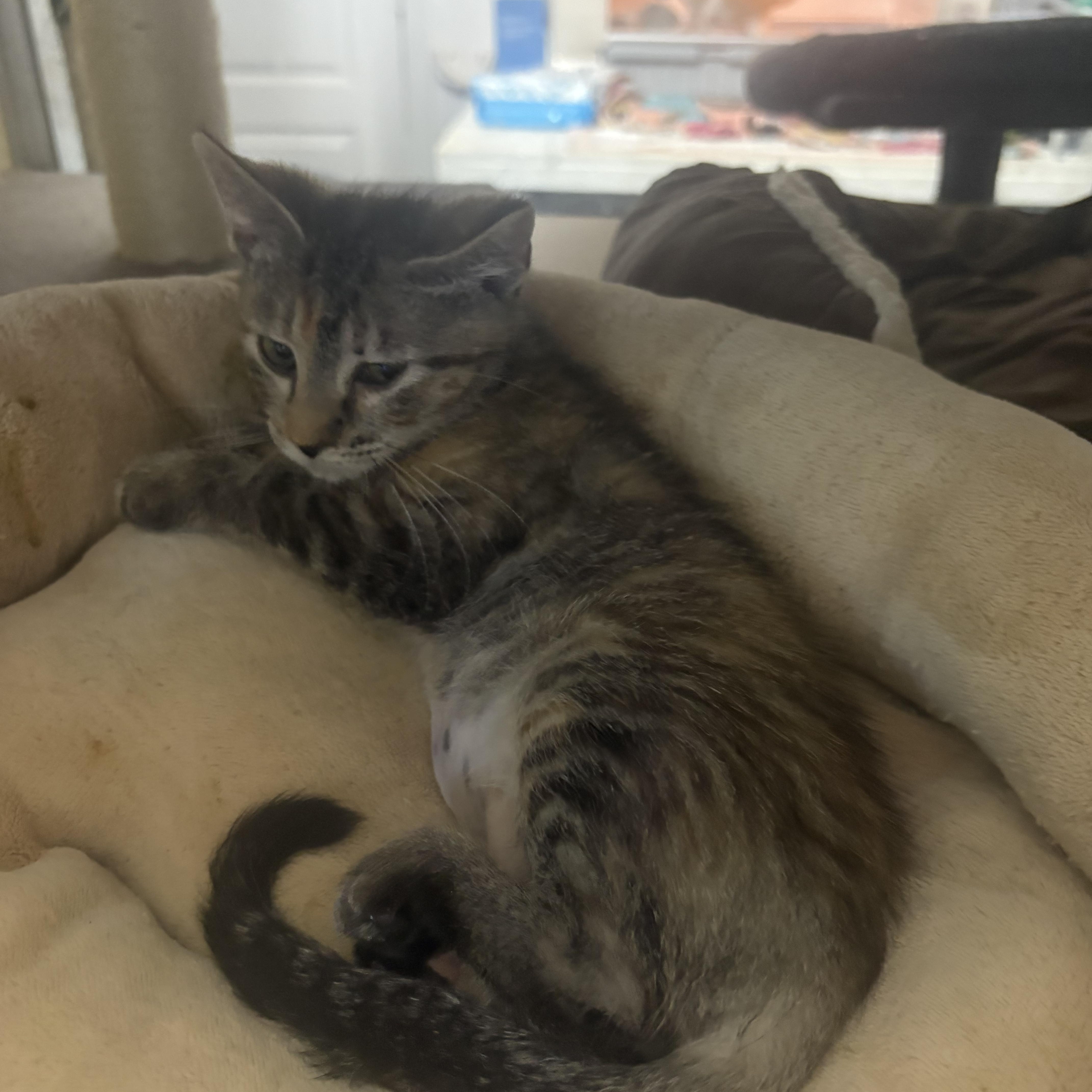 A baby small-sized female Tabby (Buff / Tan / Fawn) Tabby cat named Roxie for adoption in Lehigh Acres, FL