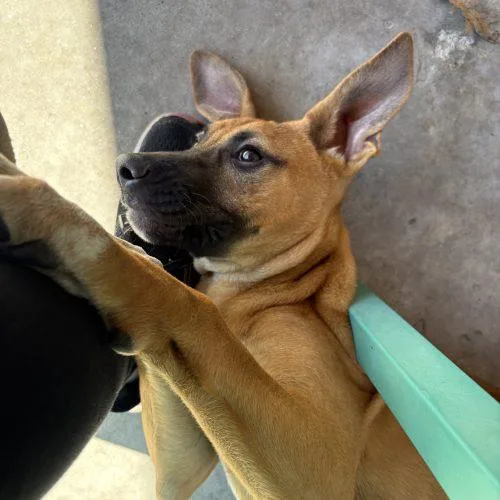 A young medium-sized female Brown / Chocolate Mixed Breed dog named Roxy for adoption in Hamden, CT