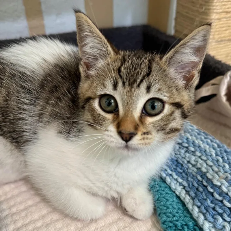 A baby small-sized female Domestic Short Hair cat named Skittles for adoption in Cambria, CA