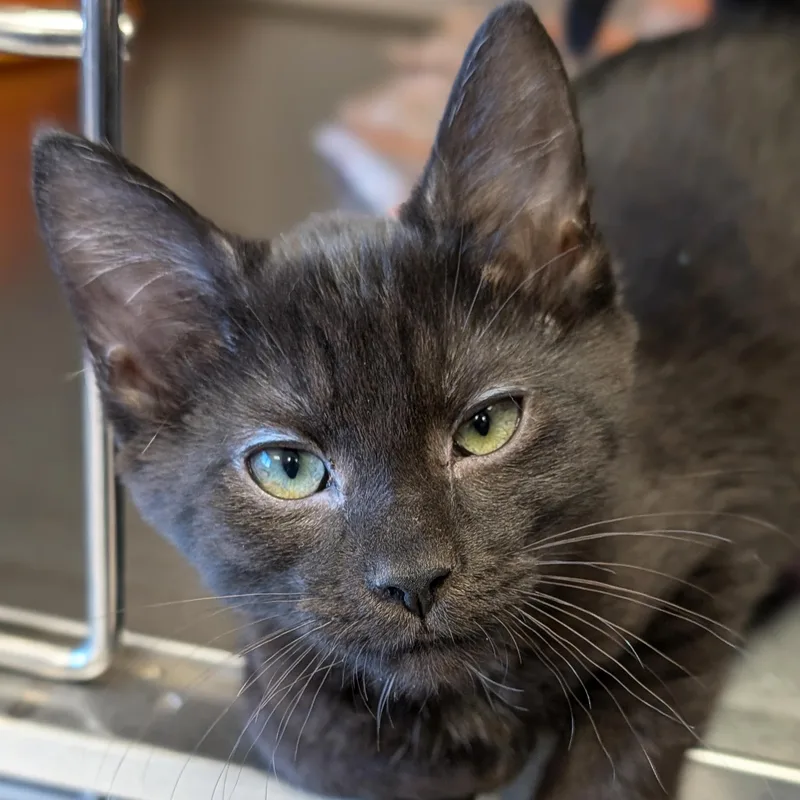 A baby medium-sized male Domestic Short Hair cat named Edvard for adoption in Jefferson, WI