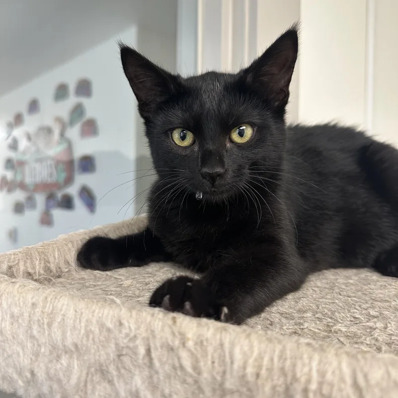 Habanero thumbnail 2