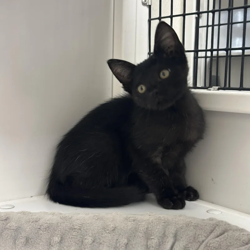 Habanero thumbnail 3