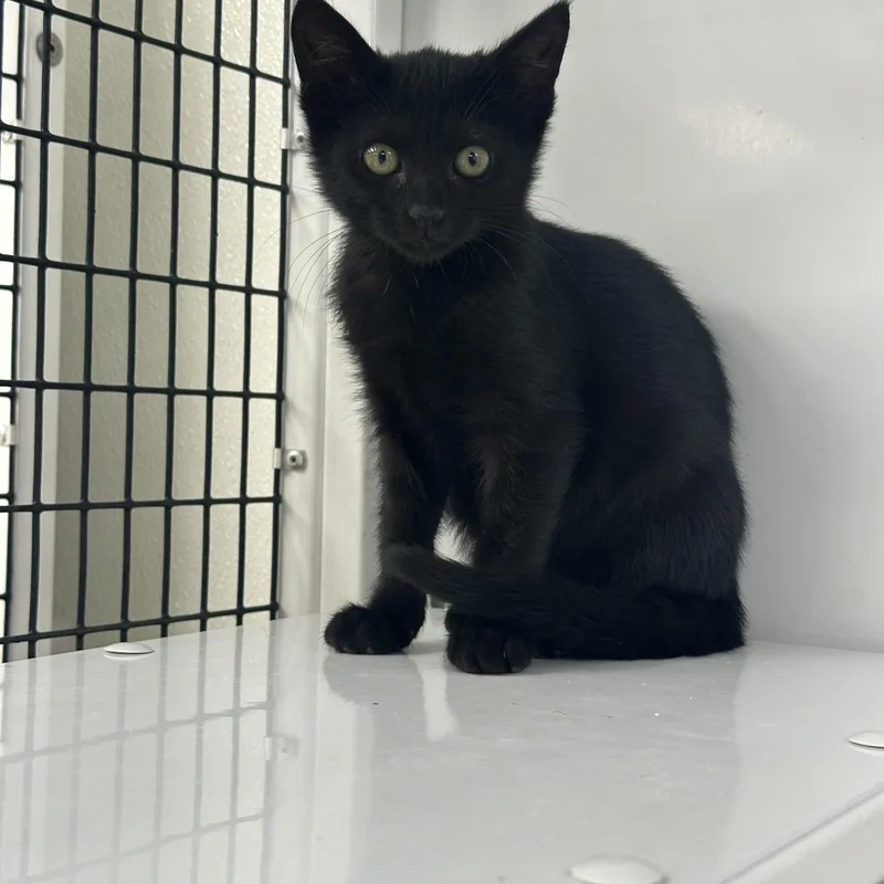 Habanero thumbnail 5