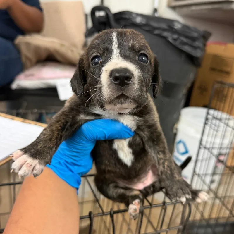 A baby medium-sized female Brindle Shepherd dog named Gala G for adoption in Edinburg, TX