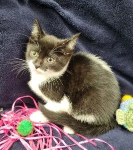 A young medium-sized female Domestic Short Hair cat named Cammie for adoption in Bucyrus, OH