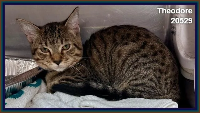 A baby medium-sized male Tabby (Brown / Chocolate) Domestic Short Hair cat named Theodore for adoption in Marietta, GA