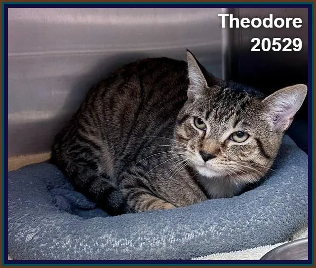 Theodore thumbnail 2