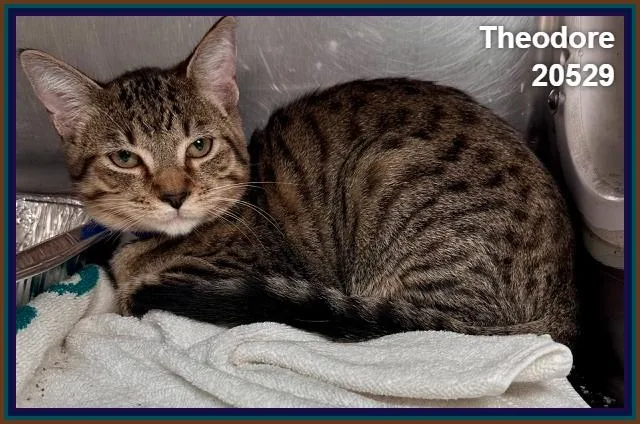 Theodore thumbnail 3